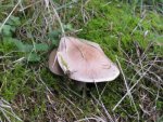 pilz 1_800x600.JPG