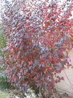 009.webp