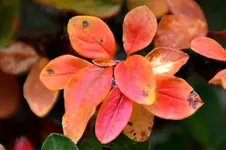 DSC_4935x.webp