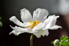 DSC_4998.webp
