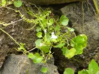 DSCN7679.webp