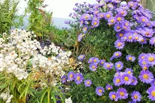 DSCF4070 (2).webp