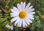 DSCF4064 (2).JPG
