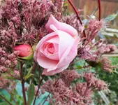 DSCF4058 (3).webp