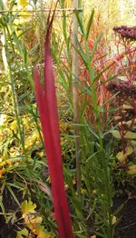 DSCF4063 (3).webp