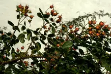 _MG_9605.webp