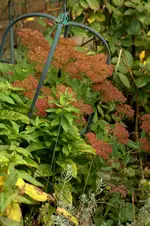 _MG_9608.webp