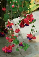 IMG_9600.webp