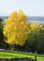 DSC_5923.webp