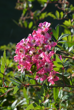 DSC_5893.webp