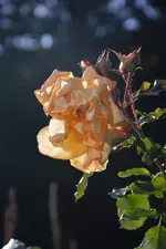 DSC_5894.webp