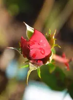 DSC_5924.webp