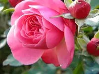 DSCN0226.webp