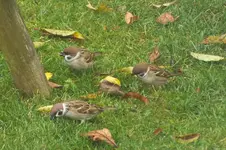 DSCF4087.webp