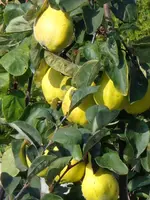 DSC01136.webp