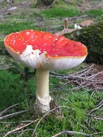 004_600x800.webp