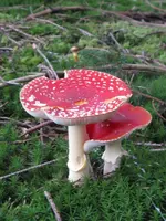 006_600x800.webp