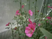 PA240775.webp