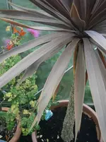 PA240777.webp