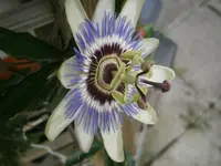 PA240778.webp