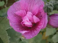 PA240779.webp