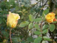 PA240780.webp