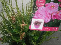 PA240787.webp