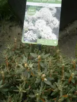 PA240788.webp