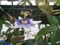 PA240789.webp