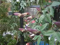 PA240790.webp