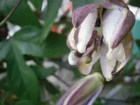PA240791.webp