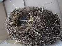 2015-10-24 Igel.webp