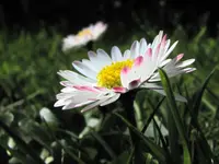 IMG_5076_1v.webp