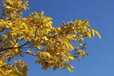 Nusslaub sonne 24,10 +++++.webp