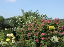 073.webp