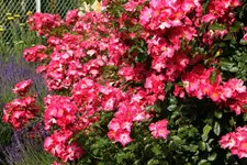 heckenrose (4).webp