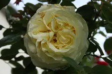 Kletterrose weiss einzeln.webp