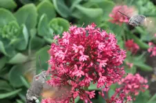 pärchen.webp