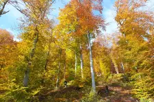 DSCF4144.webp
