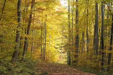 DSCF4177.webp