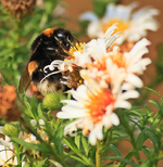 Hummel an Herbstaster_weiss2_700.webp