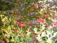 DSCN0272.webp