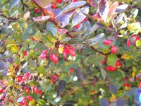 DSCN0275.webp