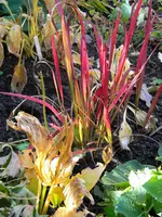 DSCN0303.webp