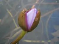 PA250794.webp