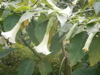 PA250795.webp