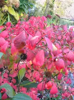 DSCN0334.webp