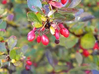 DSCN0336.webp
