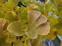 DSCF9175.webp
