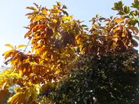 DSCF9138.webp